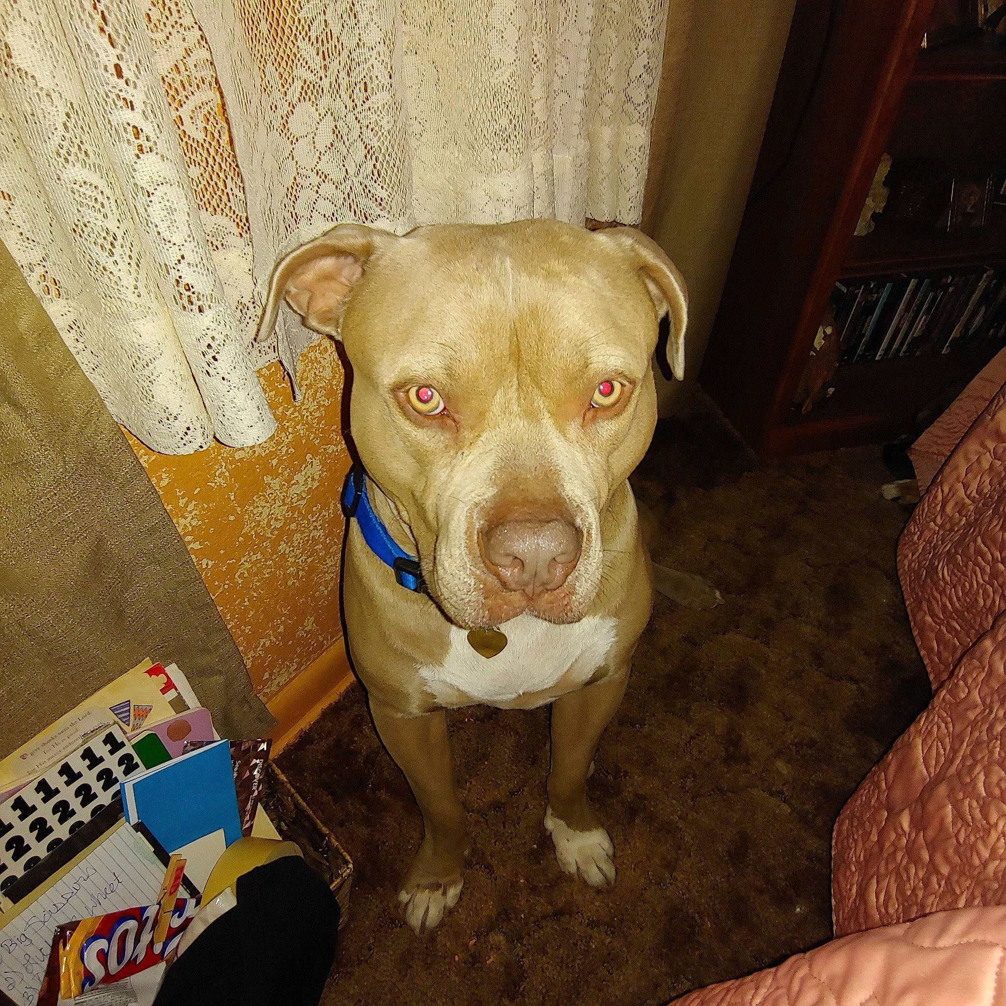 Cain is registered to the contest to win money with this photo: american_pit_bull_terrier, bandog, canidae, carnivore, catahoula_bulldog, dog, dog_breed, ear, fawn, mammal, non_sporting_group, nose, pit_bull, snout, sporting_group, vertebrate, whiskers