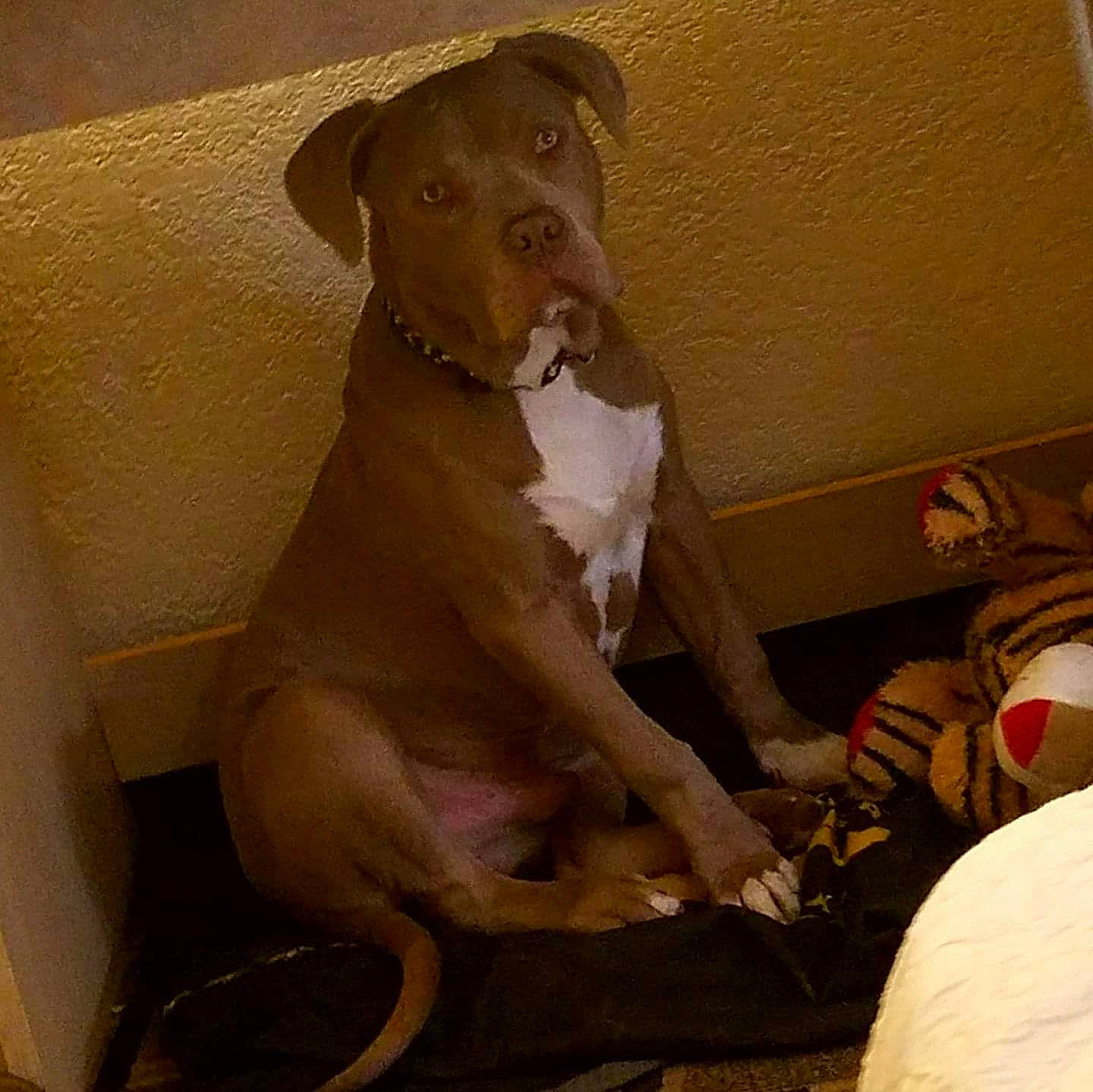 Cain is registered to the contest to win money with this photo: american_pit_bull_terrier, canidae, carnivore, dog, dog_breed, fawn, mammal, non_sporting_group, pit_bull, snout