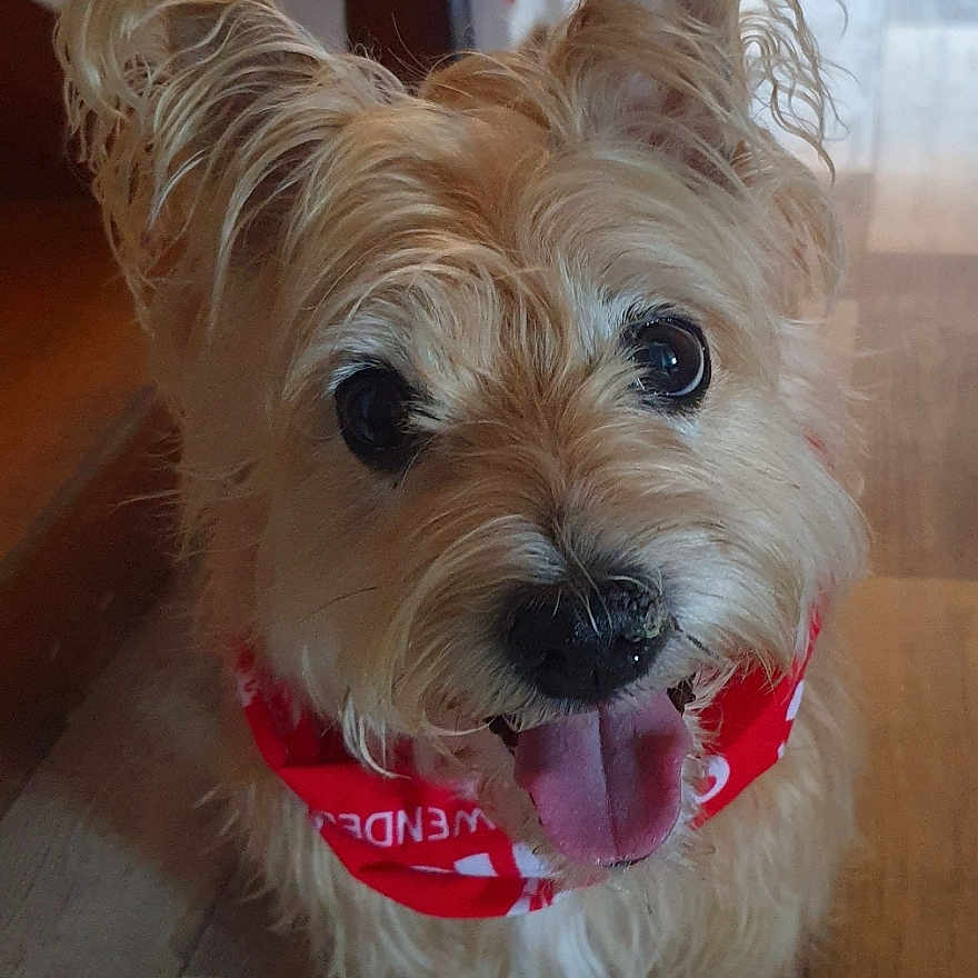 Samy participe au concours pour gagner de l'argent avec cette photo : accessories, affenpinscher, animal, bandana, bodypart, canine, cockerspaniel, dog, hardwood, headband, leash, mouth, person, pet, poodle, puppy, strap, terrier, whitedog, wood