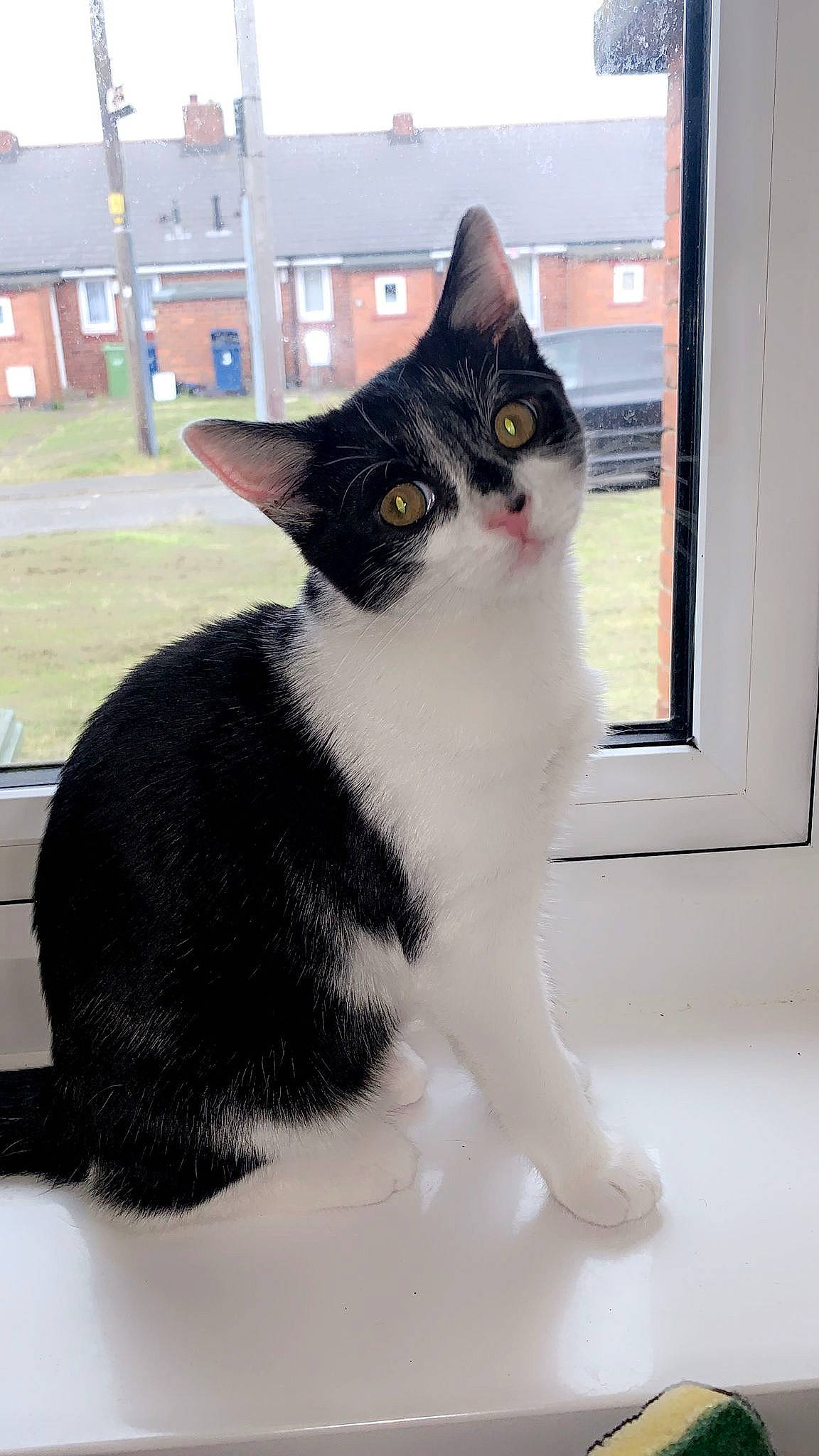 Oreo is registered to the contest to win money with this photo: carnivore, cat, domestic_short_haired_cat, felidae, fixture, fur, paw, plant, sitting, small_to_medium_sized_cats, snout, tail, tree, whiskers, window