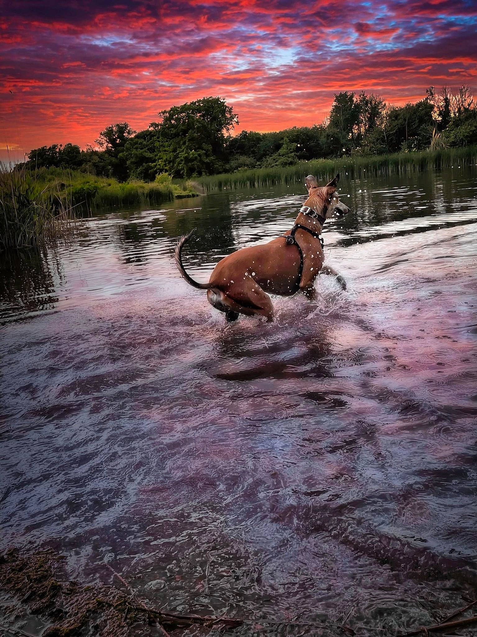 Brian is registered to the contest to win money with this photo: bank, carnivore, cloud, companion_dog, dog, dog_breed, fawn, grass, lake, landscape, natural_landscape, plant, sky, sunlight, sunset, tail, tree, water, wood, working_animal