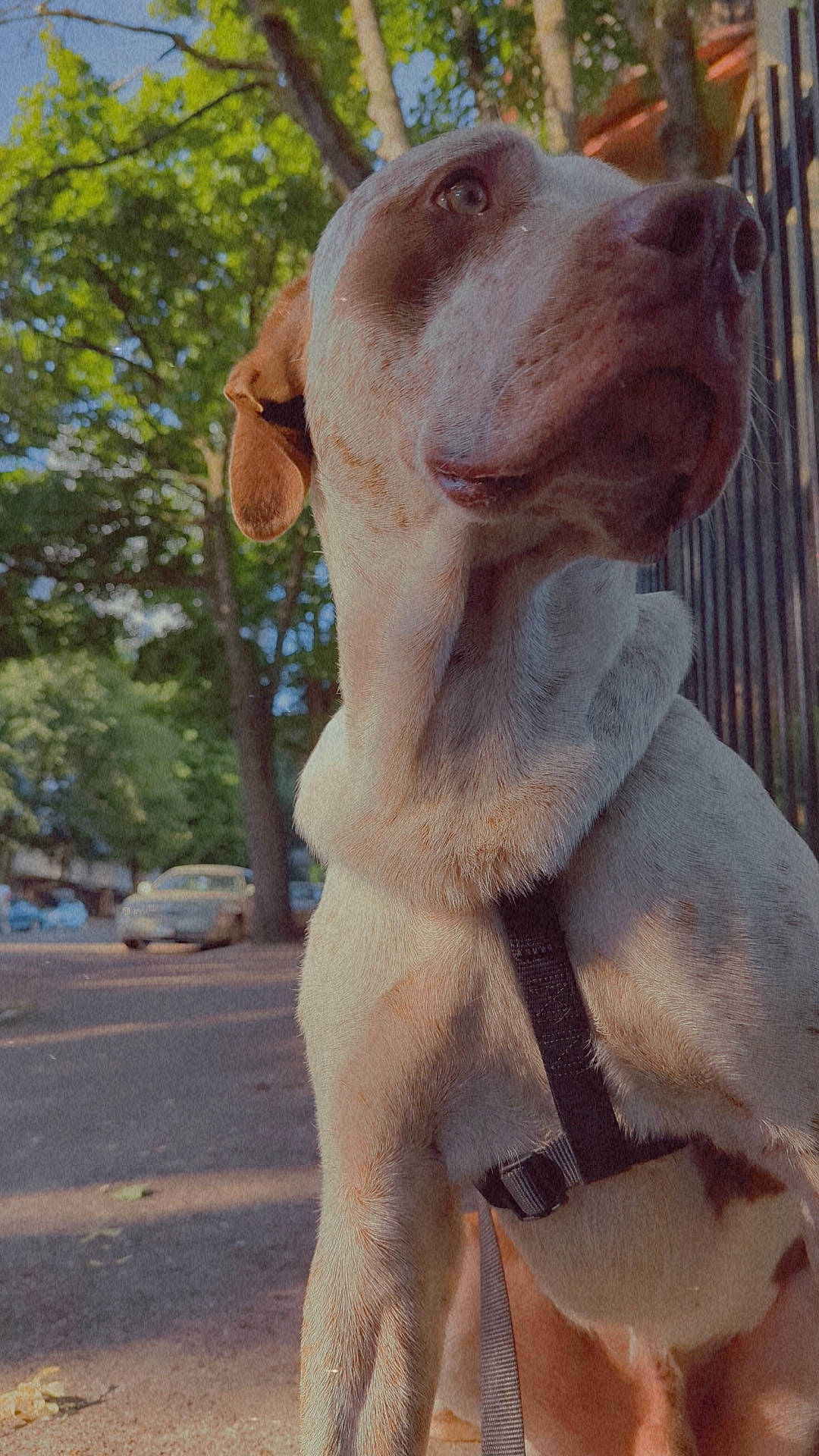 Capone is registered to the contest to win money with this photo: canidae, carnivore, collar, companion_dog, dog, dog_breed, dog_collar, dog_supply, ear, fawn, gun_dog, hunting_dog, liver, pet_supply, snout, sporting_group, terrestrial_animal, tree, whiskers, working_animal