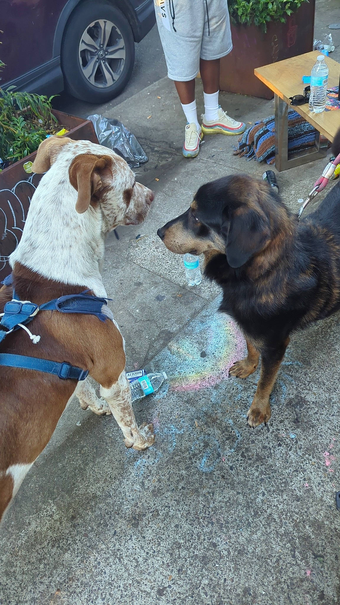 Capone is registered to the contest to win money with this photo: alloy_wheel, automotive_tire, carnivore, collar, companion_dog, dog, dog_breed, dog_collar, dog_supply, fawn, fender, hubcap, leash, pet_supply, rim, sporting_group, tire, vehicle, wheel, working_animal