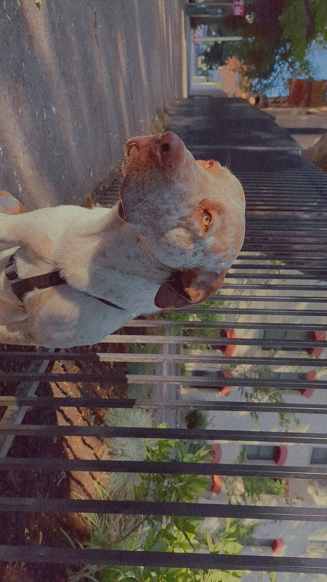 Capone joined the competition — help win amazing prizes! art, fawn, flower, grass, landscape, plant, rock, sculpture, shadow, snout, stuffed_toy, tail, teddy_bear, tints_and_shades, toy, tree, visual_arts, wood