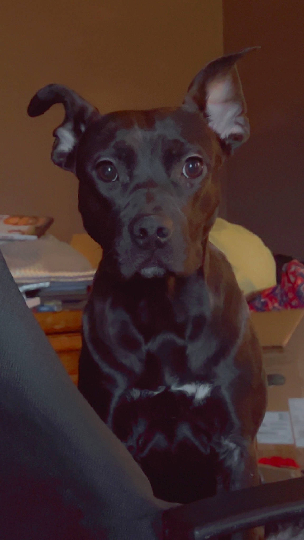 Nova joined the competition — help win amazing prizes! canidae, carnivore, companion_dog, dog, dog_breed, ear, fawn, guard_dog, jaw, liver, non_sporting_group, snout, sporting_group, toy_dog, whiskers, working_animal, working_dog