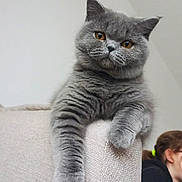 Unette a rejoint le concours — aidez-le/la à gagner de superbes lots ! cat, grey_cat, amber_eyes, couch, furniture, indoor, pet, animal, relaxed, lounging, fluffy, feline, person, hair_tie, pony_tail, background, home, cozy, domestic, portrait