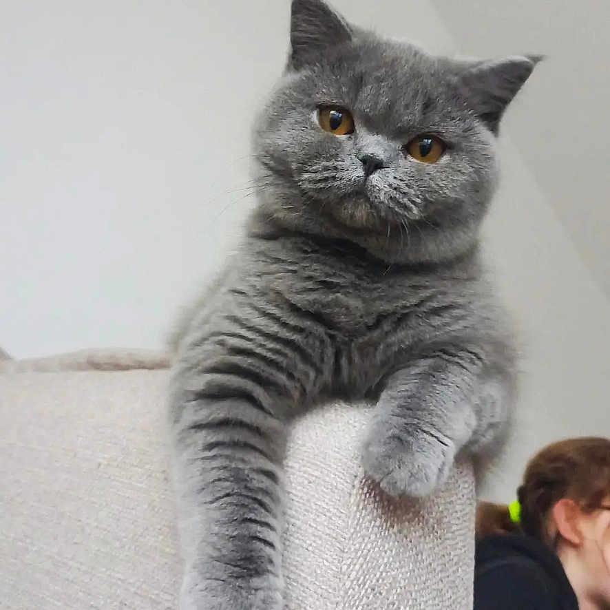Unette a rejoint le concours — aidez-le/la à gagner de superbes lots ! cat, grey_cat, amber_eyes, couch, furniture, indoor, pet, animal, relaxed, lounging, fluffy, feline, person, hair_tie, pony_tail, background, home, cozy, domestic, portrait