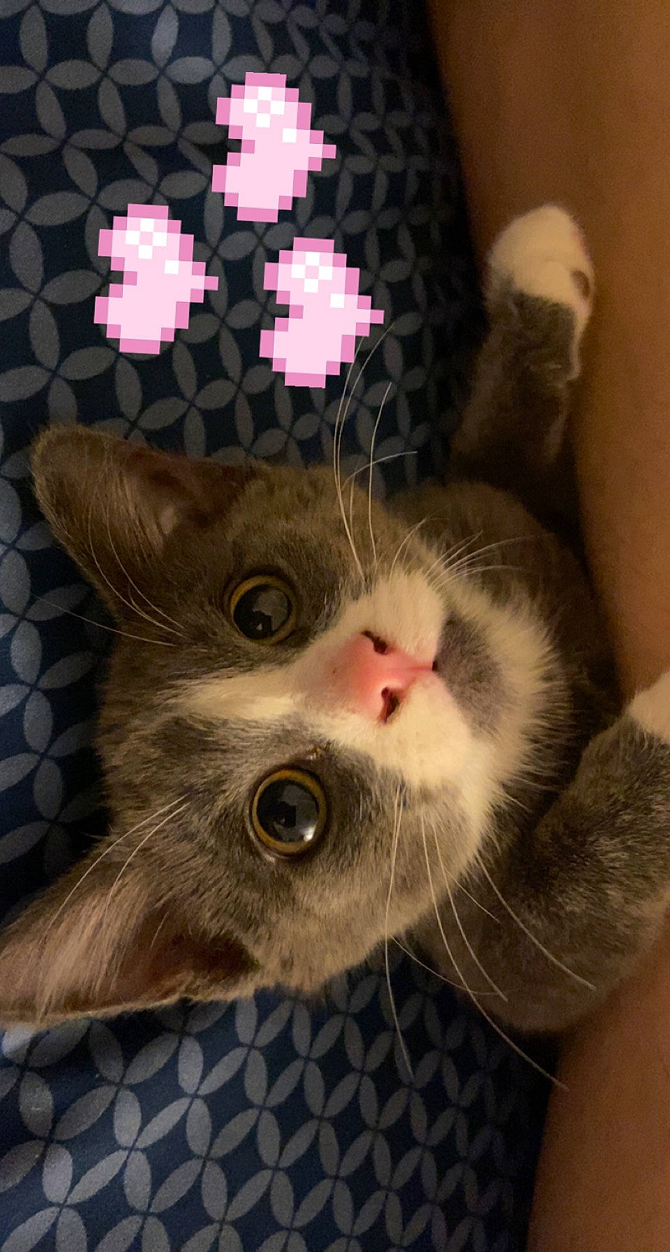 Chili is registered to the contest to win money with this photo: carnivore, cat, claw, domestic_short_haired_cat, ear, fashion_accessory, fawn, felidae, fur, pattern, paw, photo_caption, selfie, small_to_medium_sized_cats, snout, tail, whiskers