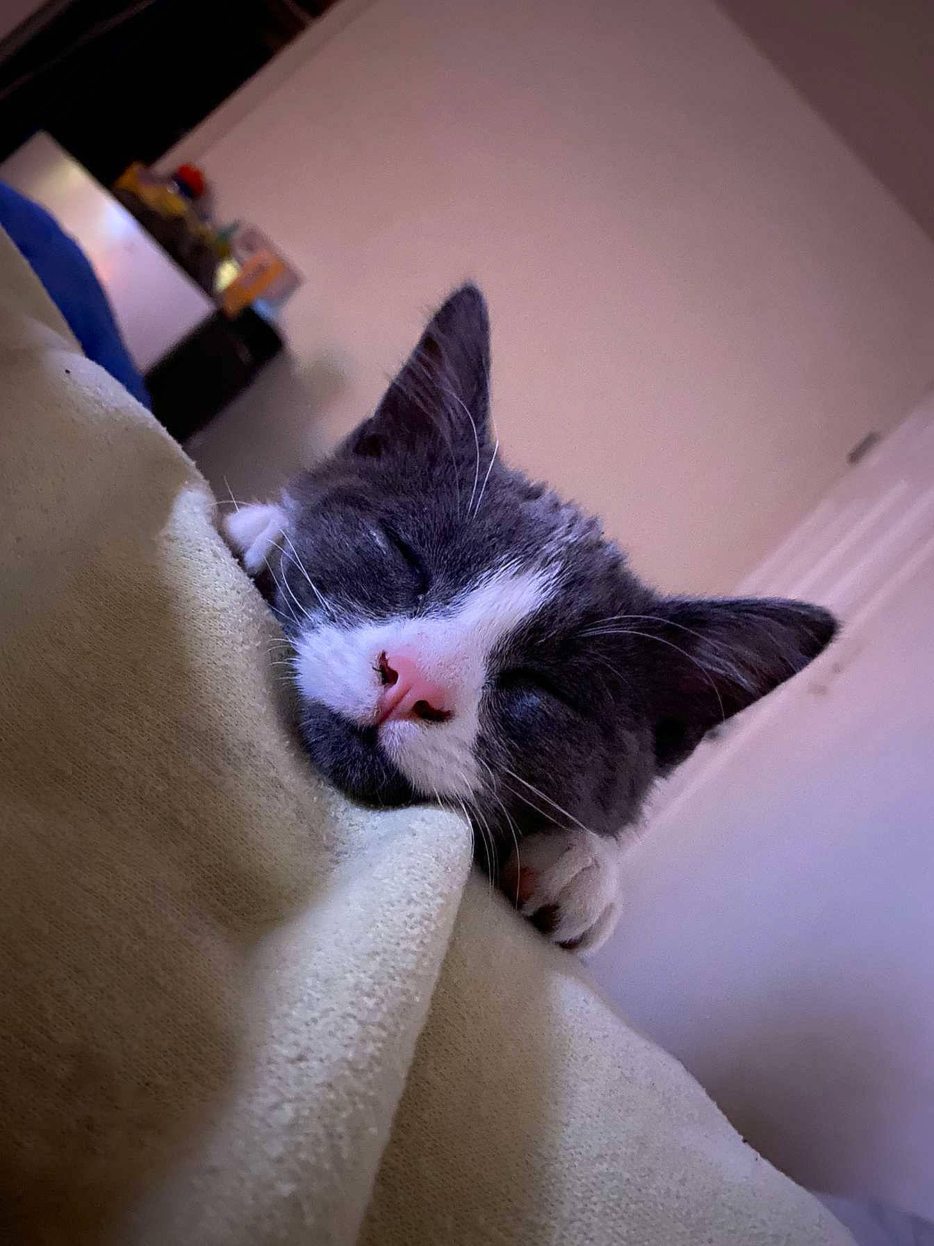 Chili joined the competition — help win amazing prizes! carnivore, cat, claw, comfort, domestic_short_haired_cat, eye, eyebrow, eyelash, felidae, fur, head, human_leg, leg, linens, nap, paw, small_to_medium_sized_cats, snout, tail, whiskers