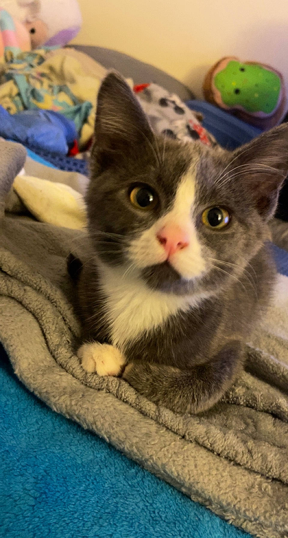 Chili is registered to the contest to win money with this photo: carnivore, cat, cat_supply, claw, comfort, couch, domestic_short_haired_cat, eye, felidae, fur, grey, paw, puzzle, small_to_medium_sized_cats, snout, tail, whiskers