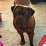 dog, brown_dog, indoor, carpet, furniture, slipper, unicorn_slipper, pet, canine, collar, looking, standing, animal, wrinkled_face, home, floor, toy, curious, mammal, domestic_animal