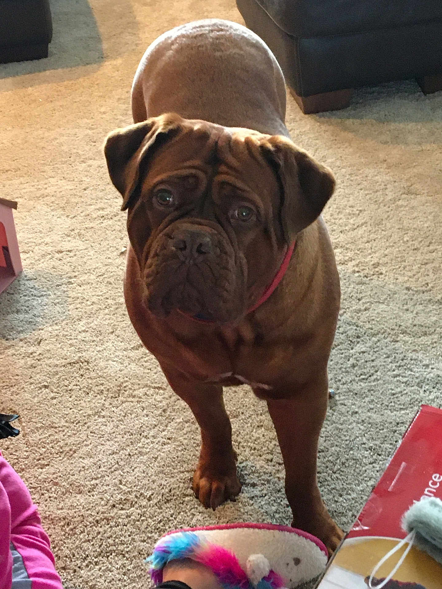 Tulip joined the competition — help win amazing prizes! dog, brown_dog, indoor, carpet, furniture, slipper, unicorn_slipper, pet, canine, collar, looking, standing, animal, wrinkled_face, home, floor, toy, curious, mammal, domestic_animal