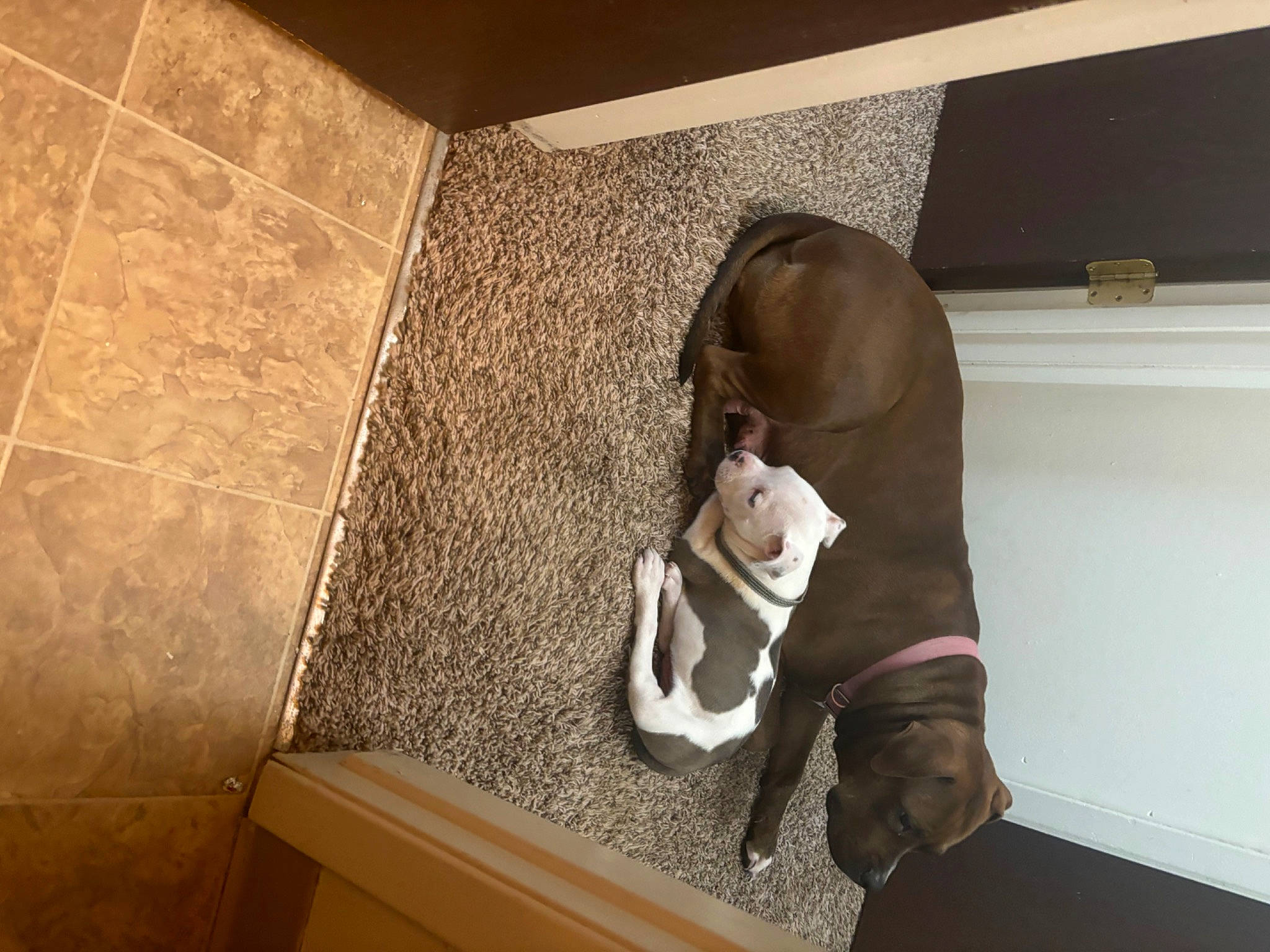 Quinn is registered to the contest to win money with this photo: ceiling, comfort, companion_dog, elbow, fawn, floor, flooring, foot, hardwood, human_leg, knee, linens, plaster, room, sitting, sporting_group, stairs, thigh, tile, wood