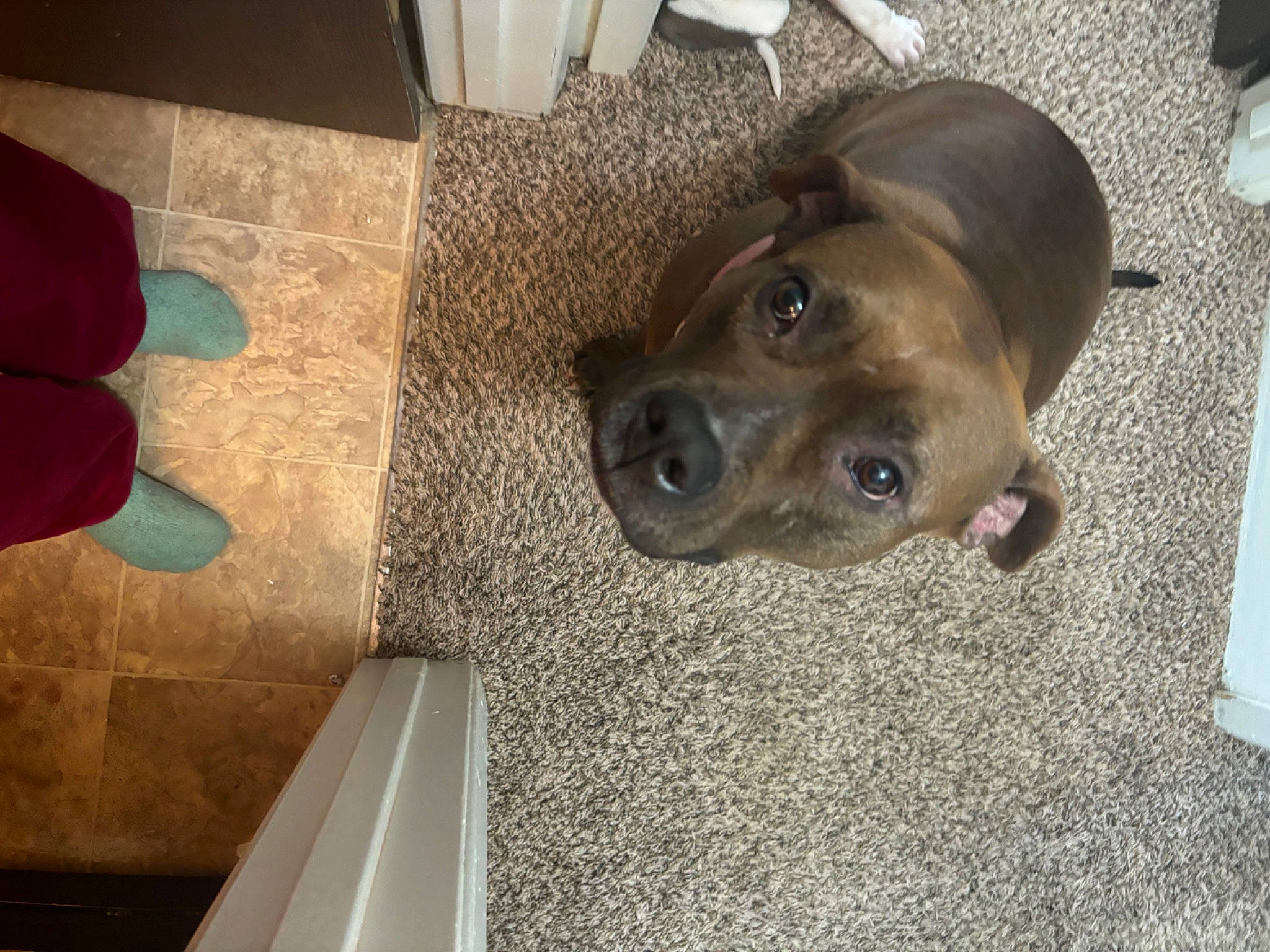 Quinn is registered to the contest to win money with this photo: canidae, carmine, carnivore, collar, comfort, companion_dog, dog, dog_breed, fawn, floor, flooring, fur, guard_dog, hardwood, human_leg, liver, snout, sporting_group, whiskers, working_animal