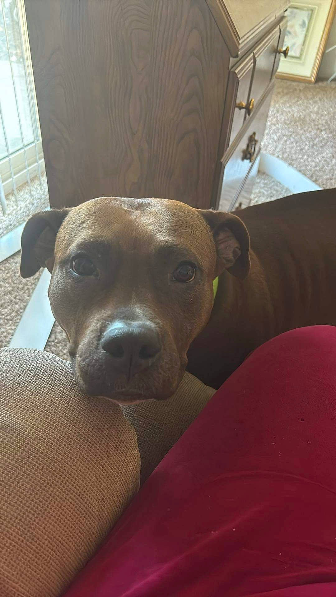 Quinn is registered to the contest to win money with this photo: canidae, carnivore, chair, collar, comfort, companion_dog, dog, dog_breed, ear, fawn, flooring, guard_dog, hardwood, sporting_group, tail, terrestrial_animal, whiskers, window, wood, working_animal