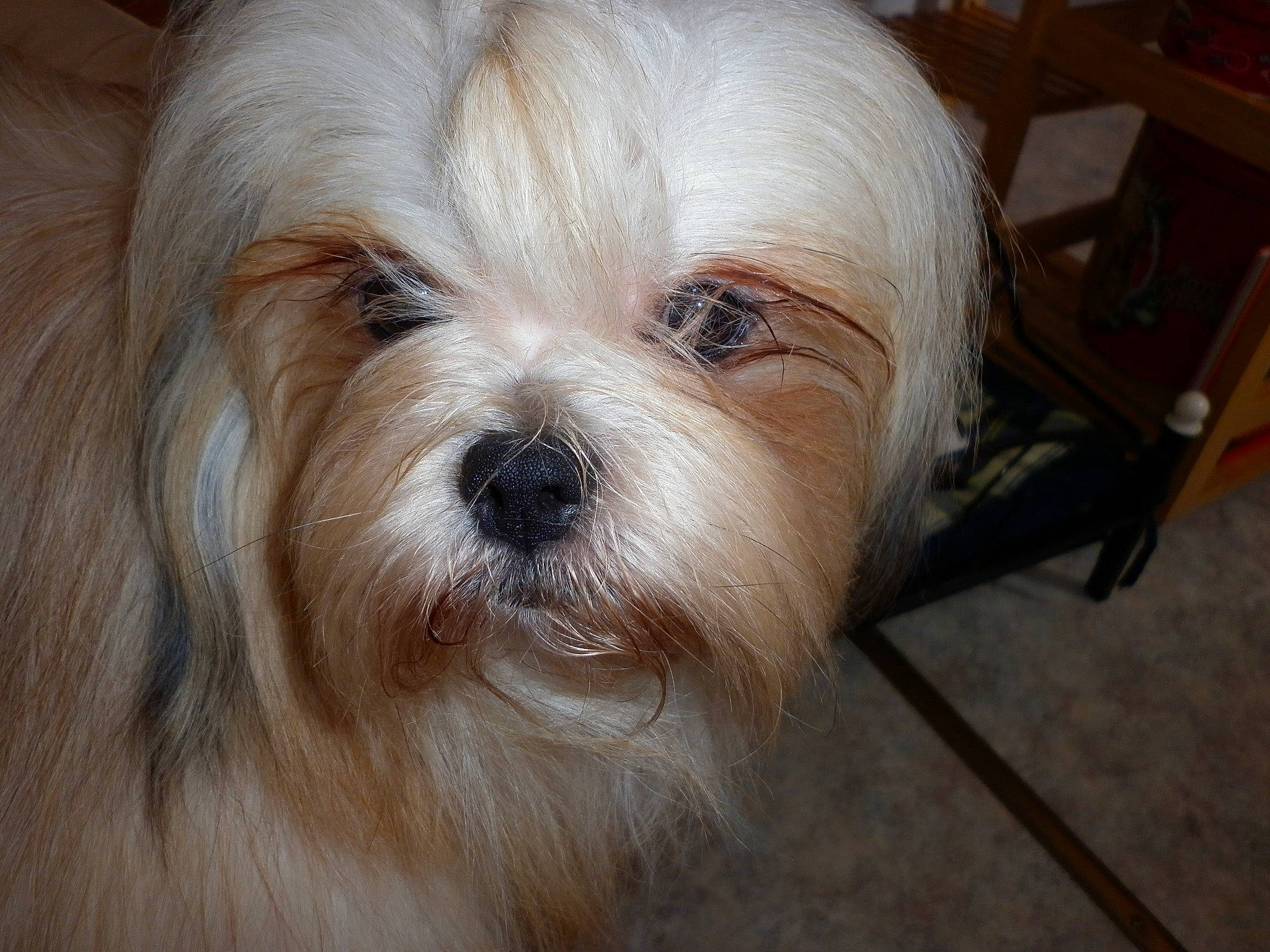 Gyalmo a rejoint le concours — aidez-le/la à gagner de superbes lots ! canidae, carnivore, chair, companion_dog, dog, dog_breed, ear, fawn, fur, liver, mal_shi, shih_poo, small_terrier, snout, sporting_group, terrier, toy_dog, whiskers, wood, working_animal