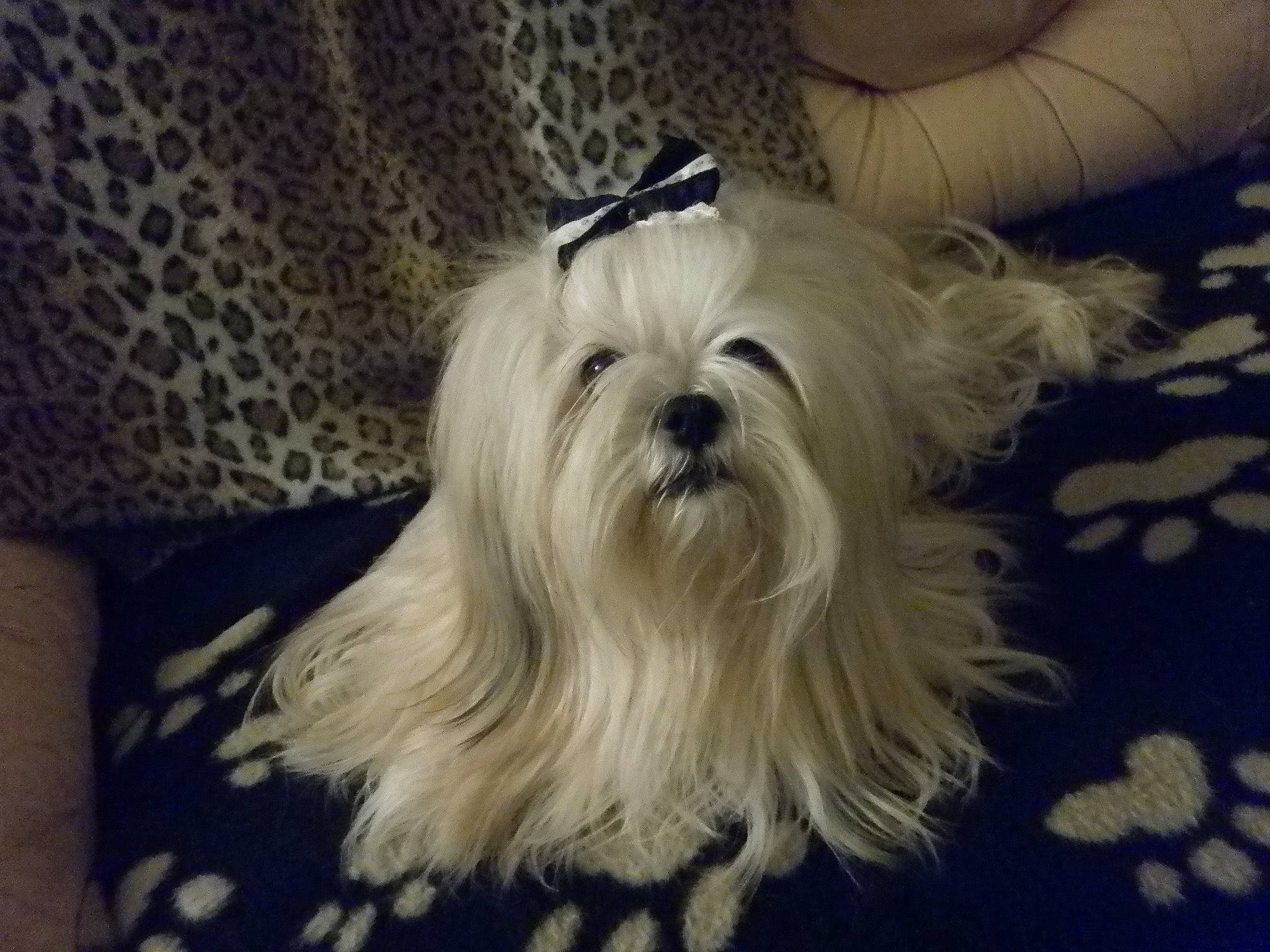 Gyalmo participe au concours pour gagner de l'argent avec cette photo : biewer_terrier, canidae, carnivore, companion_dog, darkness, dog, dog_breed, fur, maltepoo, non_sporting_group, small_terrier, snout, sporting_group, terrestrial_animal, terrier, toy_dog, working_animal