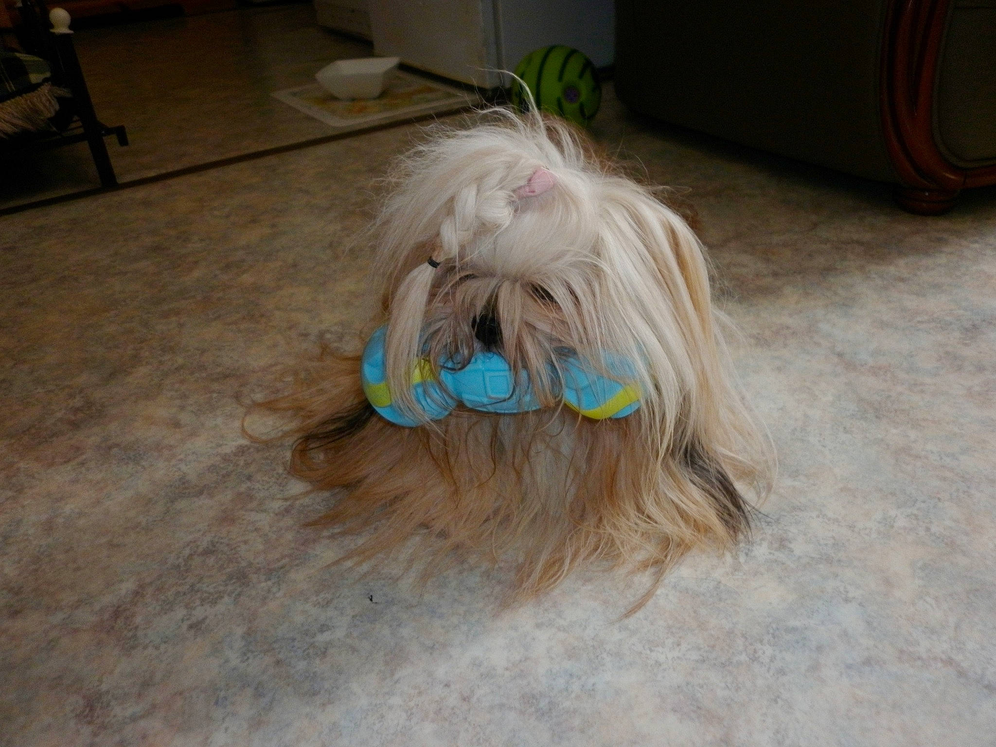 Gyalmo a rejoint le concours — aidez-le/la à gagner de superbes lots ! canidae, carnivore, companion_dog, dog, dog_breed, dog_supply, fawn, floor, flooring, fur, grey, hardwood, shih_tzu, snout, sporting_group, tail, terrier, toy_dog, wood, working_animal