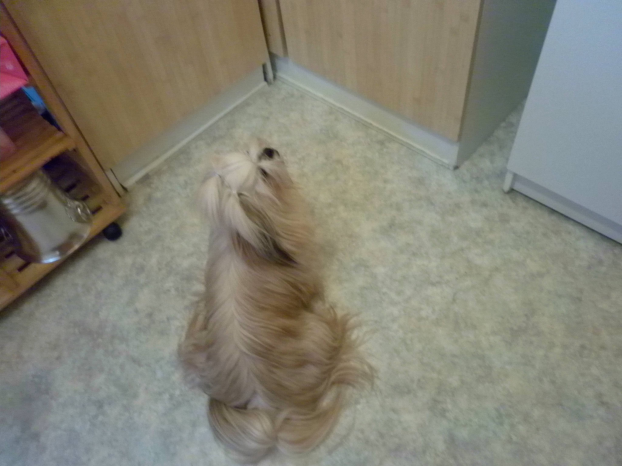 Gyalmo a rejoint le concours — aidez-le/la à gagner de superbes lots ! canidae, carnivore, companion_dog, dog, dog_breed, fawn, flooring, fur, hardwood, laminate_flooring, liver, shelf, snout, sporting_group, tail, terrier, toy_dog, wood, wood_flooring, wood_stain