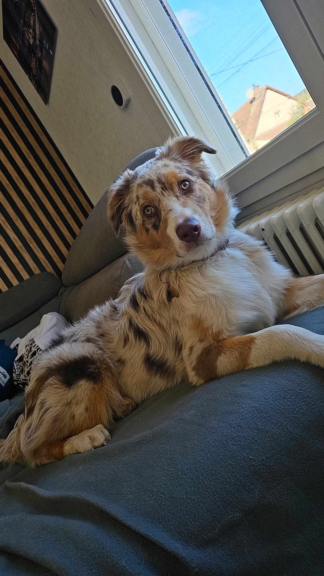 Astro participe au concours pour gagner de l'argent avec cette photo : dog, merle_coat, couch, indoor, window, radiator, wooden_paneling, curious, pet, relaxed, cozy, furniture, home, canine, fur, collar, looking, domestic_animal, resting, natural_light