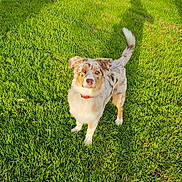 Astro a rejoint le concours — aidez-le/la à gagner de superbes lots ! dog, grass, park, sunlight, shadow, outdoor, animal, pet, collar, greenery, canine, nature, daylight, fur, standing, playful, alert, mammal, summer, leisure