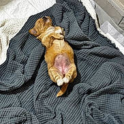 Fryea is registered to the contest to win money with this photo: animal, blanket, brown, comfort, companion, cozy, cute, dog, fur, home, indoor, laying_down, napping, pet, puppy, relaxed, resting, sleeping, small_dog, soft_texture