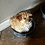 Fryea is registered to the contest to win money with this photo: animal, bowl, brown, companion, container, curious, cute, dog, domestic, floor, fluffy, fur, indoor, looking_up, pet, puppy, small, tile, wall, white