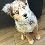 Lola is registered to the contest to win money with this photo: puppy, dog, blue_eyes, fluffy, cute, pet, indoor, wooden_floor, collar, animal, young_dog, adorable, fur, close_up, sitting, looking_up, domestic_animal, companion, canine, portrait
