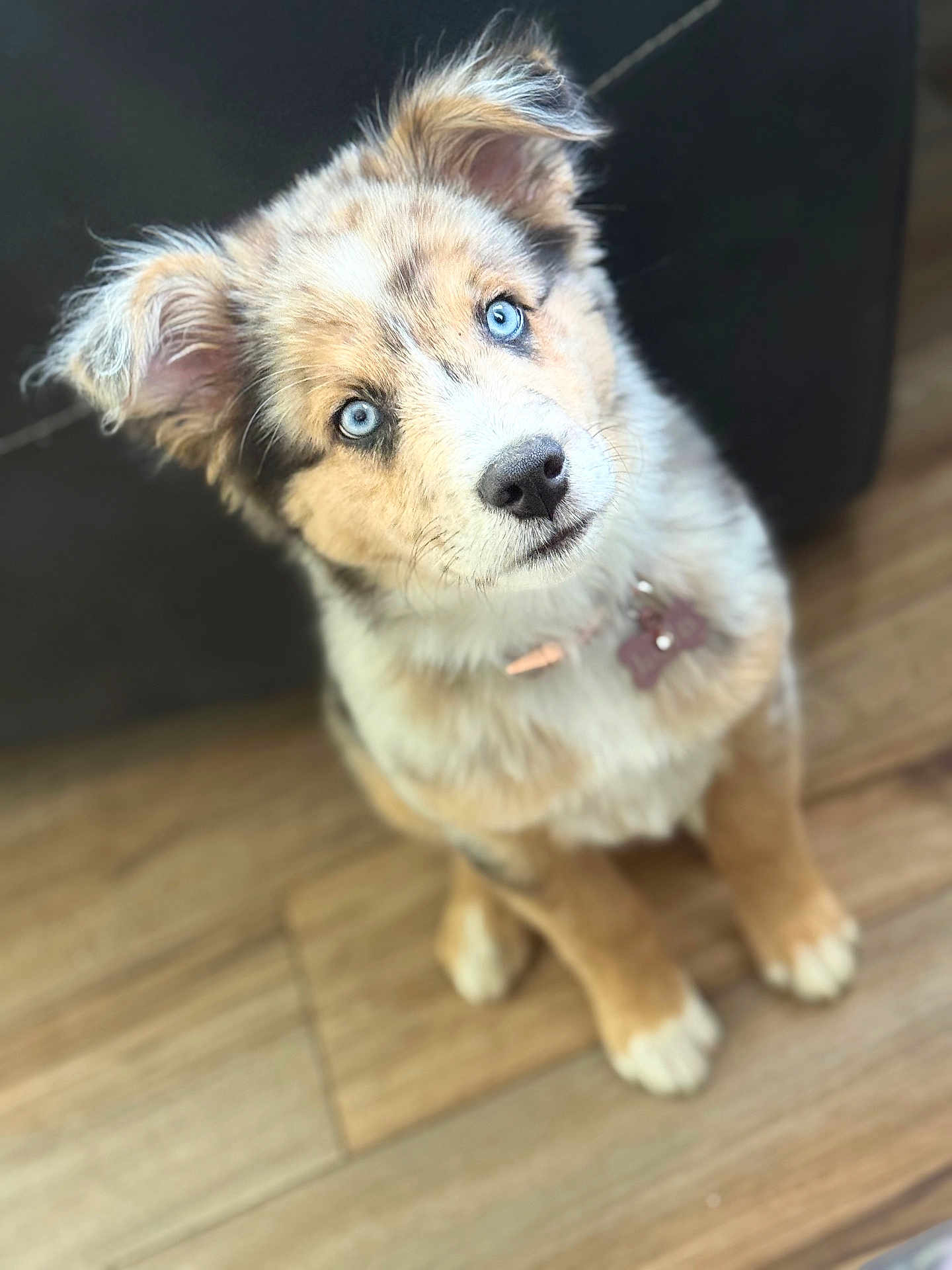 Lola