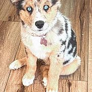 Lola is registered to the contest to win money with this photo: puppy, dog, blue_eyes, fur, collar, pet, wooden_floor, sitting, cute, animal, indoor, young_dog, domestic_animal, furry, looking_at_camera, adorable, small_dog, canine, brown, black_and_white