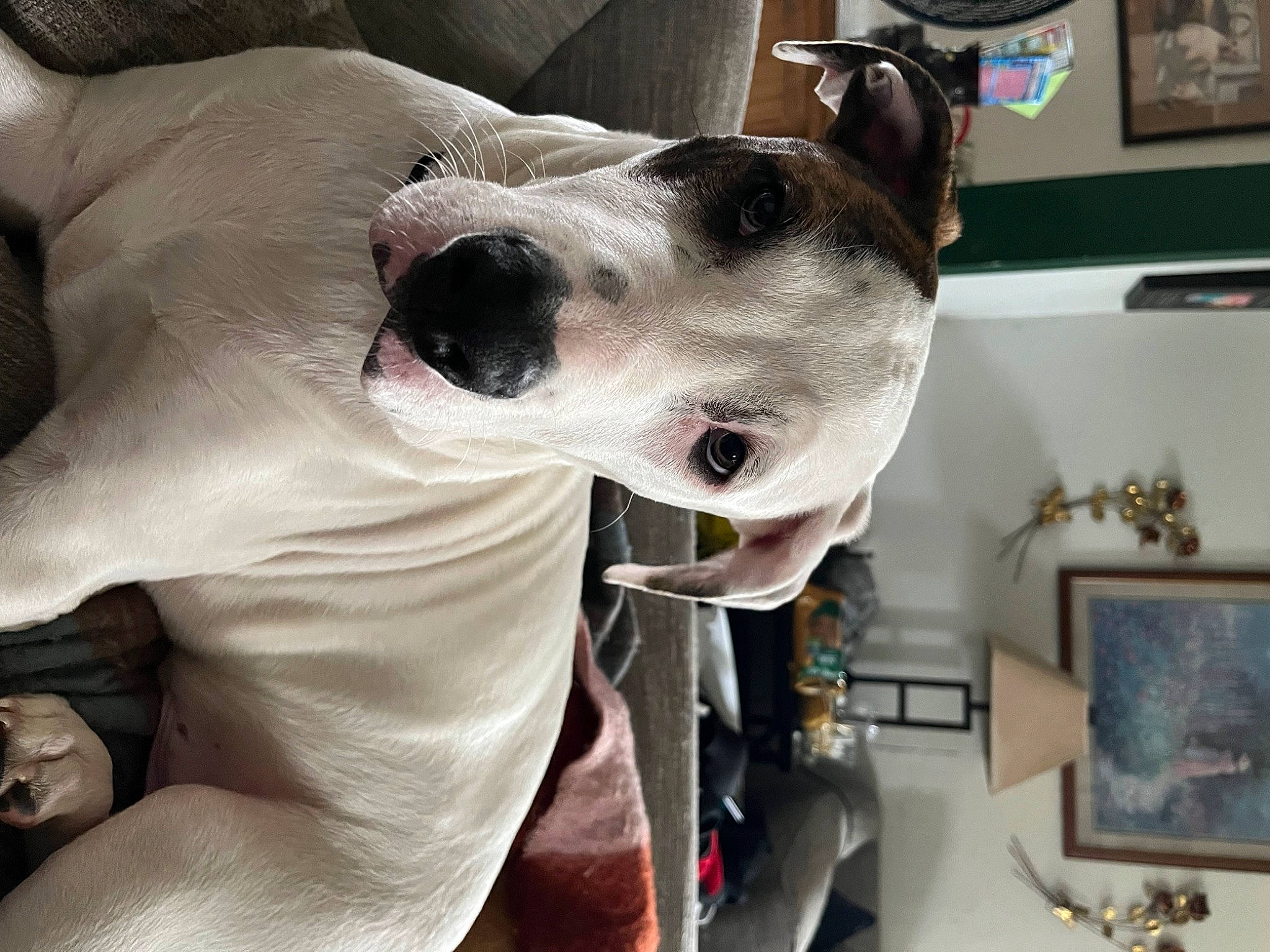 Binky is registered to the contest to win money with this photo: canidae, carnivore, collar, companion_dog, dog, dog_breed, dog_collar, dog_supply, ear, eyewear, fang, fawn, jaw, pet_supply, picture_frame, shelf, snout, sporting_group, whiskers, working_animal