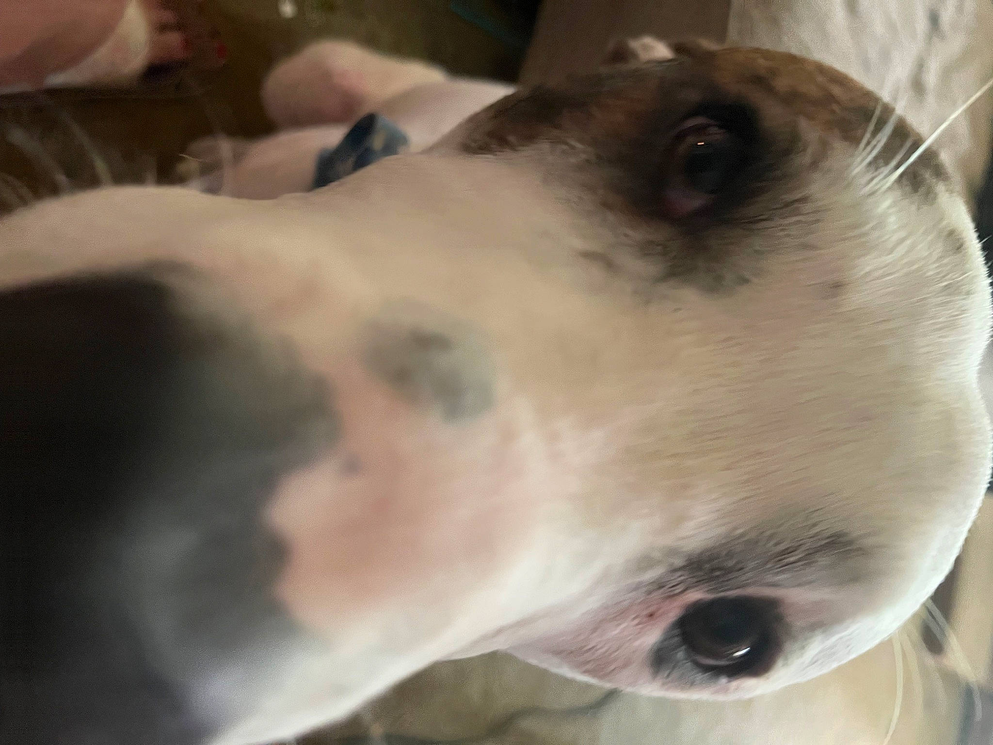 Binky is registered to the contest to win money with this photo: canidae, carnivore, collar, companion_dog, dog, dog_breed, ear, fawn, fur, hunting_dog, jaw, no_expression, non_sporting_group, pet_supply, snout, sporting_group, whiskers, working_animal