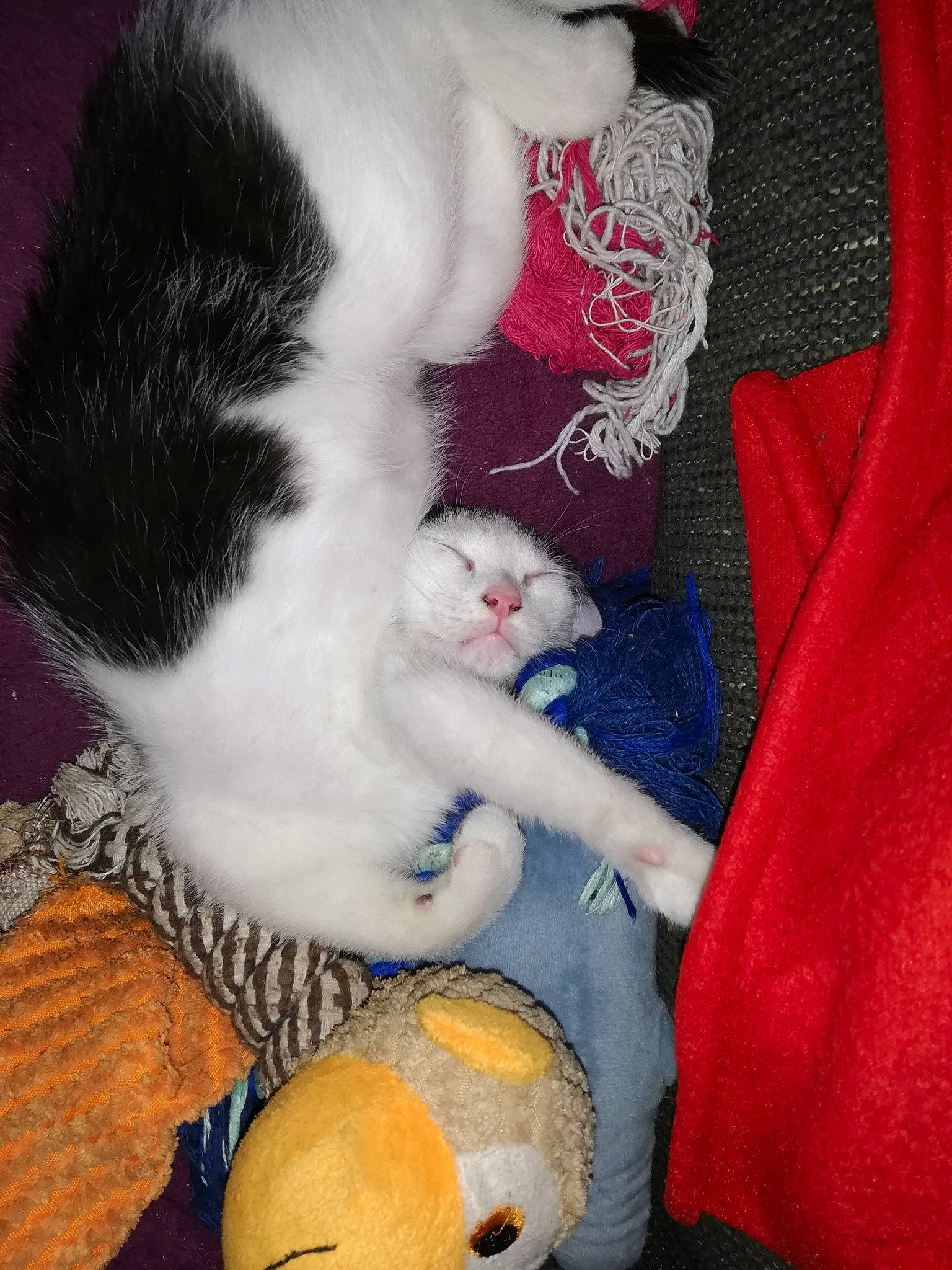 Pablo a rejoint le concours — aidez-le/la à gagner de superbes lots ! carnivore, cat, cat_toy, claw, fawn, felidae, fur, kitten, paw, polydactyl_cat, small_to_medium_sized_cats, tail, textile, toy, whiskers, wool