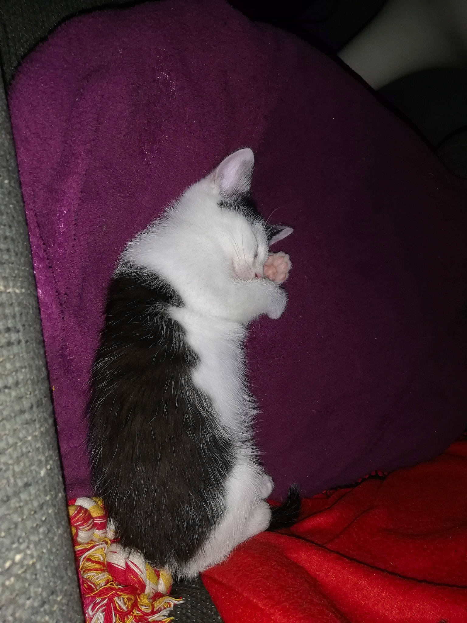 Pablo participe au concours pour gagner de l'argent avec cette photo : carnivore, cat, cymric, domestic_long_haired_cat, domestic_short_haired_cat, felidae, fur, japanese_bobtail, kitten, mammal, norwegian_forest_cat, paw, polydactyl_cat, ragamuffin, small_to_medium_sized_cats, tail, turkish_angora, whiskers