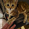 kitten, cat, tabby, paw, human_hand, indoor, curious, closeup, pet, cute, animal, feline, whiskers, friendship, touch, young, soft_lighting, cozy, domestic, companion