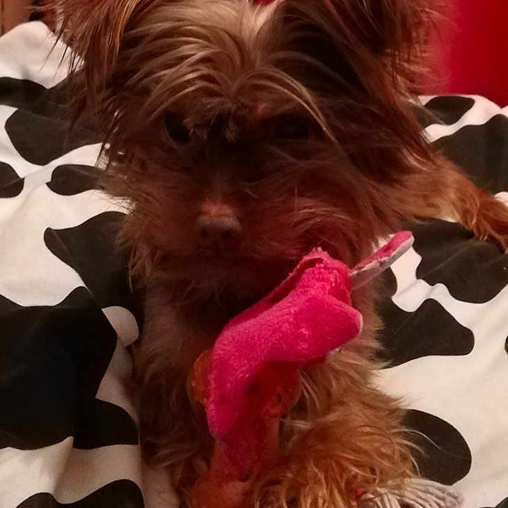 Lola