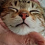 cat, close_up, face, hand, pet, feline, whiskers, nose, closed_eyes, comfort, affection, fur, domestic_animal, striped, tabby, cute, relaxation, animal, indoor, gentle_touch