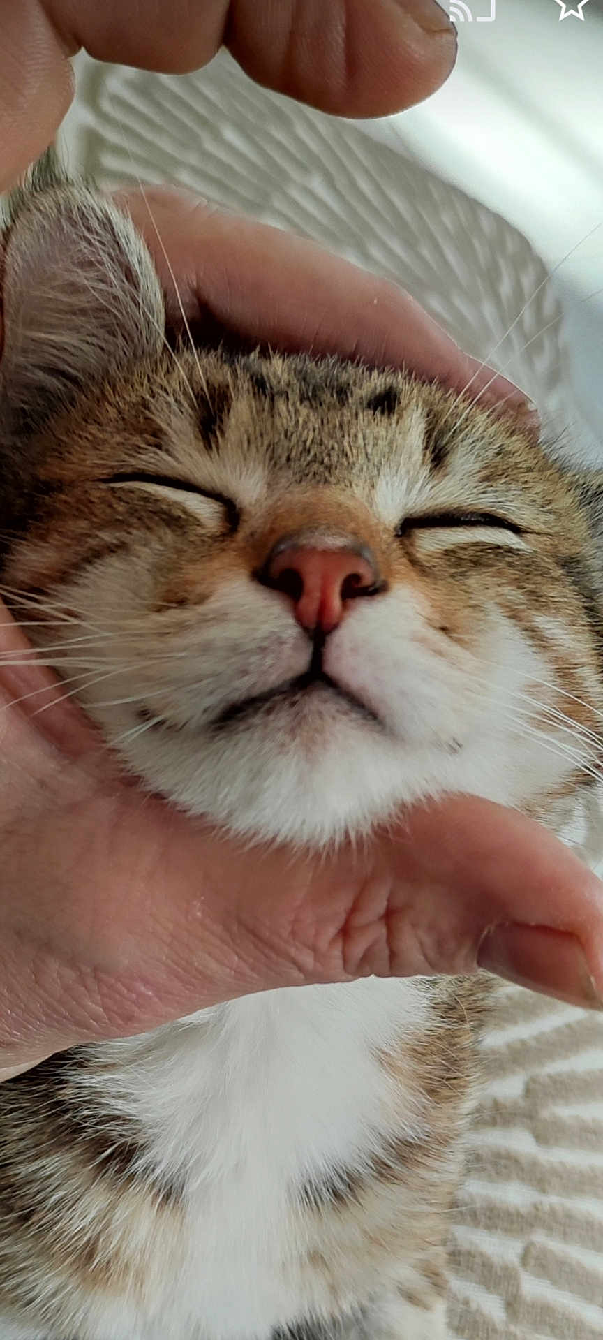 Stephane Lahire a rejoint le concours — aidez-le/la à gagner de superbes lots ! cat, close_up, face, hand, pet, feline, whiskers, nose, closed_eyes, comfort, affection, fur, domestic_animal, striped, tabby, cute, relaxation, animal, indoor, gentle_touch