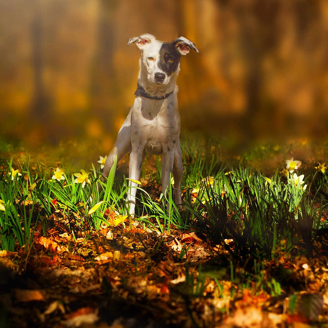 Delya a rejoint le concours — aidez-le/la à gagner de superbes lots ! animal, autumn, blurred_background, brown, canine, collar, dog, flowers, forest, grass, leaves, nature, outdoor, pet, portrait, spot, standing, sunlight, white, yellow_flowers