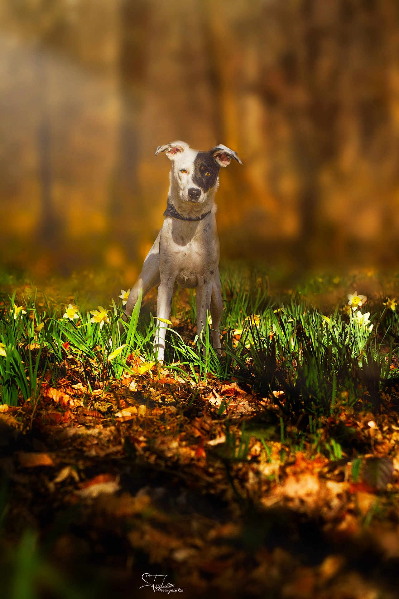 Delya a rejoint le concours — aidez-le/la à gagner de superbes lots ! animal, autumn, blurred_background, brown, canine, collar, dog, flowers, forest, grass, leaves, nature, outdoor, pet, portrait, spot, standing, sunlight, white, yellow_flowers