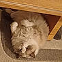 animal, carpet, cat, cozy, cute, domestic, feline, fluffy, fur, household, indoor, lazy, mammal, paws, pet, relaxed, resting, sleeping_spot, whiskers, wooden_table
