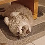 Lewis participe au concours pour gagner de l'argent avec cette photo : animal, carpet, cat, cozy, cute, domestic, ears, floor, fluffy, fur, home, indoor, lying_down, mammal, pet, relaxed, resting, upside_down, whiskers, wooden_table