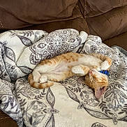 Bundt is registered to the contest to win money with this photo: cat, kitten, sleeping, orange_cat, white_cat, blanket, patterned_blanket, couch, brown_couch, pet, fur, domestic_cat, relaxation, indoor, cozy, resting, animal, cute, collar, paw