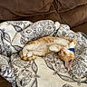 cat, kitten, sleeping, orange_cat, white_cat, blanket, patterned_blanket, couch, brown_couch, pet, fur, domestic_cat, relaxation, indoor, cozy, resting, animal, cute, collar, paw