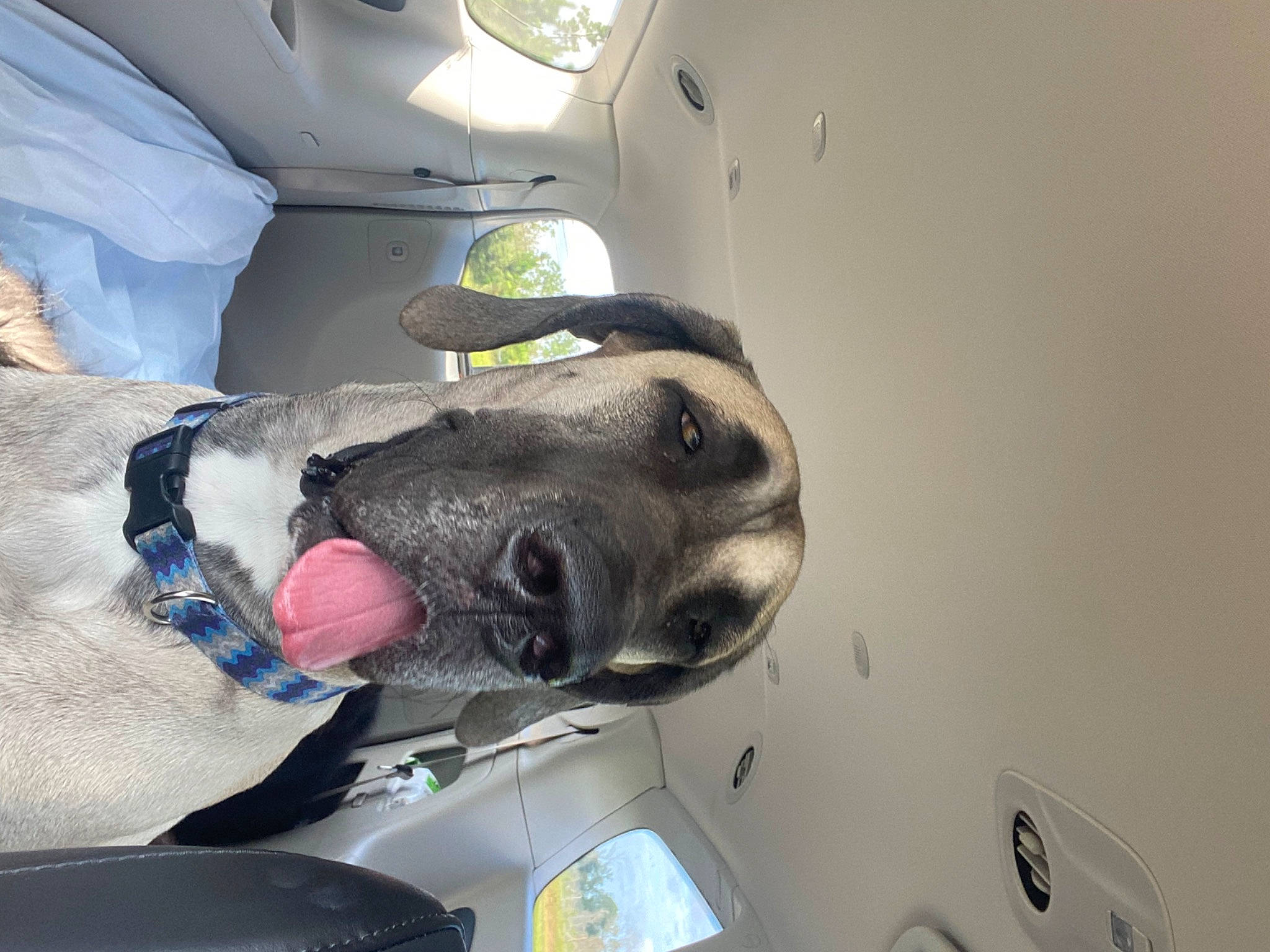 Titan is registered to the contest to win money with this photo: automotive_design, automotive_exterior, automotive_fog_light, automotive_lighting, automotive_mirror, automotive_parking_light, automotive_tire, bumper, car, carnivore, dog, dog_breed, fawn, fender, hood, personal_luxury_car, vehicle, vehicle_door, windscreen_wiper, windshield