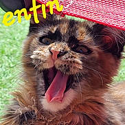 Xina participe au concours pour gagner de l'argent avec cette photo : abyssinian, animal, bodypart, cat, clothing, face, grass, hat, head, kitten, manx, mouth, person, pet, photography, plant, portrait, summer, teeth, tongue