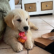 Aïko a rejoint le concours — aidez-le/la à gagner de superbes lots ! animal, cabinet, chewing, closeup, cozy, cute, decor, dog, floor, furniture, golden_retriever, indoor, paw, pet, puppy, relaxed, sandals, tile_floor, toy, young_dog