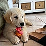 animal, cabinet, chewing, closeup, cozy, cute, decor, dog, floor, furniture, golden_retriever, indoor, paw, pet, puppy, relaxed, sandals, tile_floor, toy, young_dog