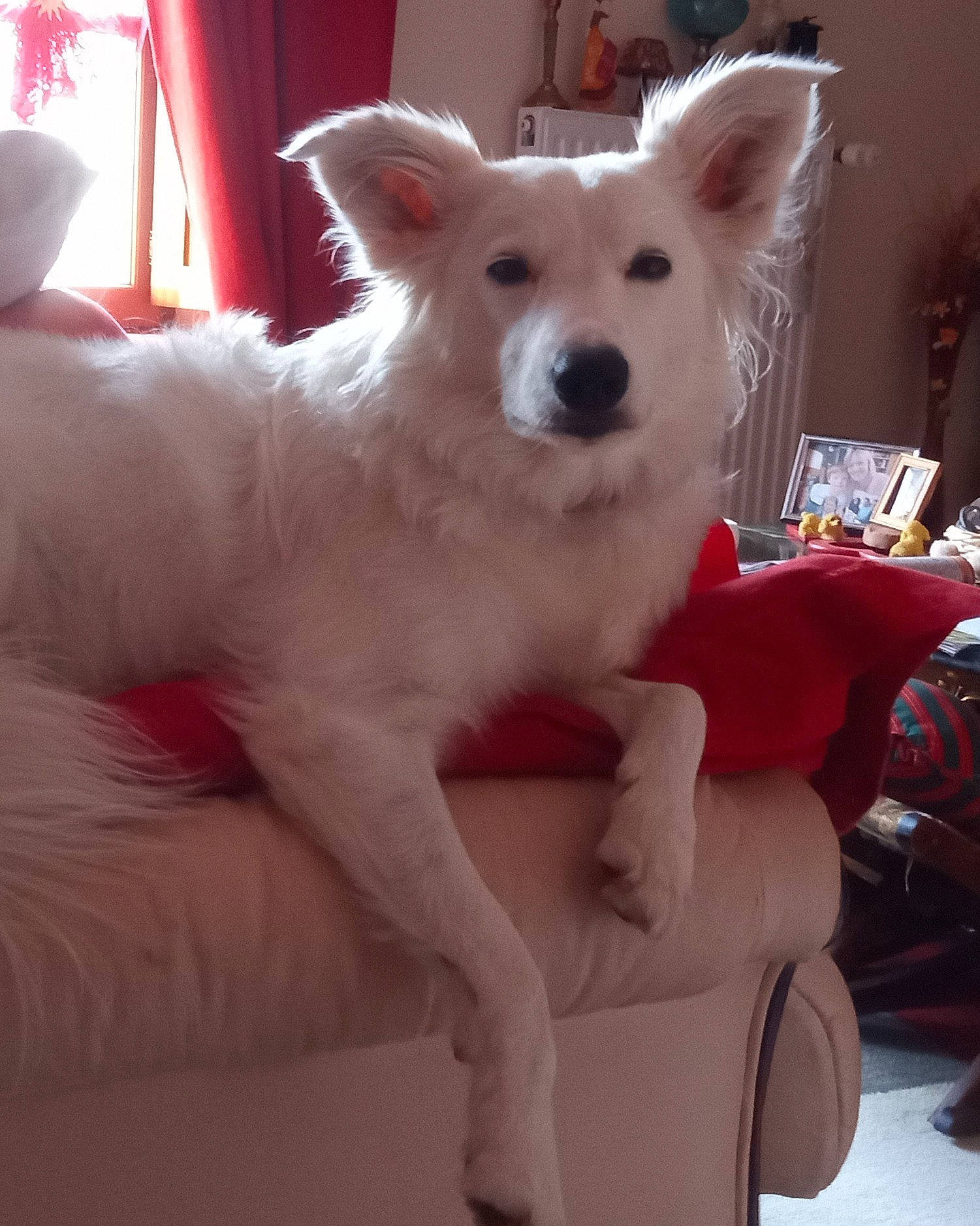 Neige a rejoint le concours — aidez-le/la à gagner de superbes lots ! berger_blanc_suisse, canidae, carnivore, companion_dog, dog, dog_breed, indian_spitz, kintamani, korean_jindo_dog, mammal, non_sporting_group, vertebrate, white_shepherd