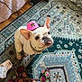 accessories, blanket, carpet, collar, cowboy_hat, cute, dog, french_bulldog, hat, indoor, looking_up, packaged_items, patterned_rug, pet, pink, sitting, small_dog, tongue_out, toy, wooden_floor